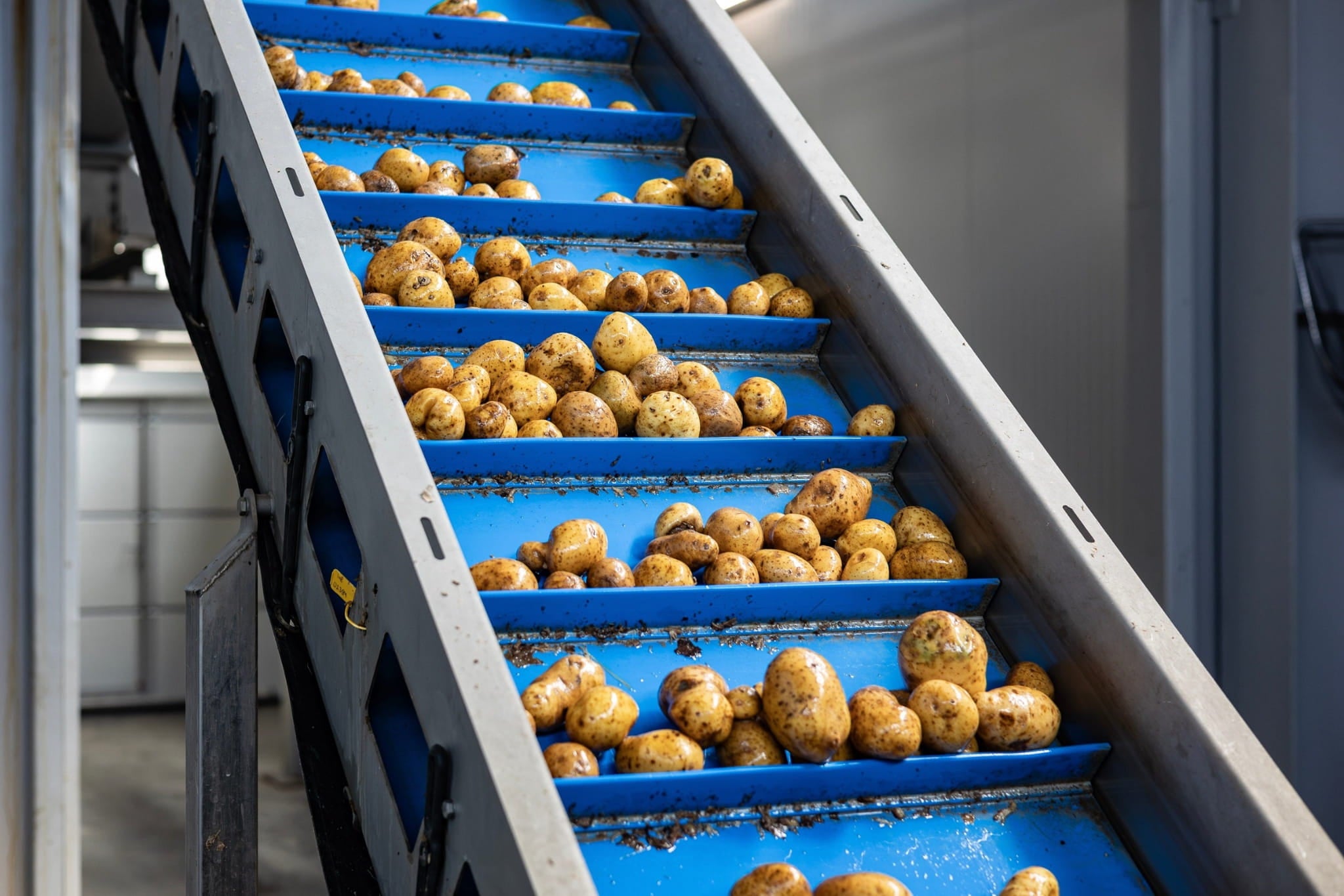 Conveyor belt with potatoes moving through a processing plant